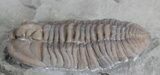 Double Flexicalymene Trilobite Plate from Ohio #61025-3